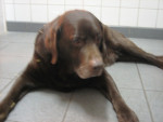 Fausto,choc.labr.,12,5 jr,heeft voedselallergie en bew.probl